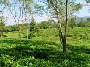 Am Fuße des Himalaya wird in großem Stil Tee angebaut. Weite Grünflächen, durchsetzt mit Schattenbäumen prägen das Landschaftsbild.